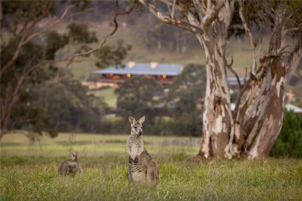 澳大利亚悉尼沃根谷-怀旧别墅袋鼠