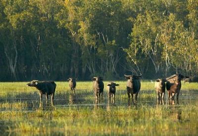 Bamurru Plains - Photo 27