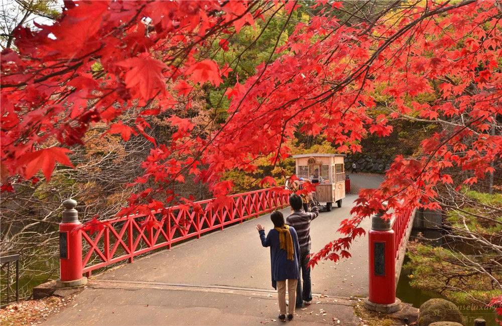 日本青森星野.青森屋室外枫叶