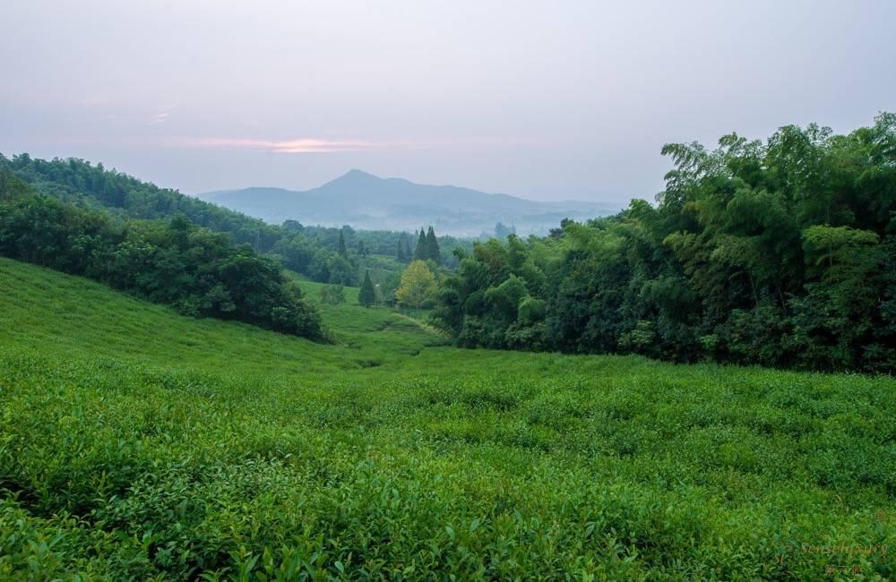 溧阳美岕茶景