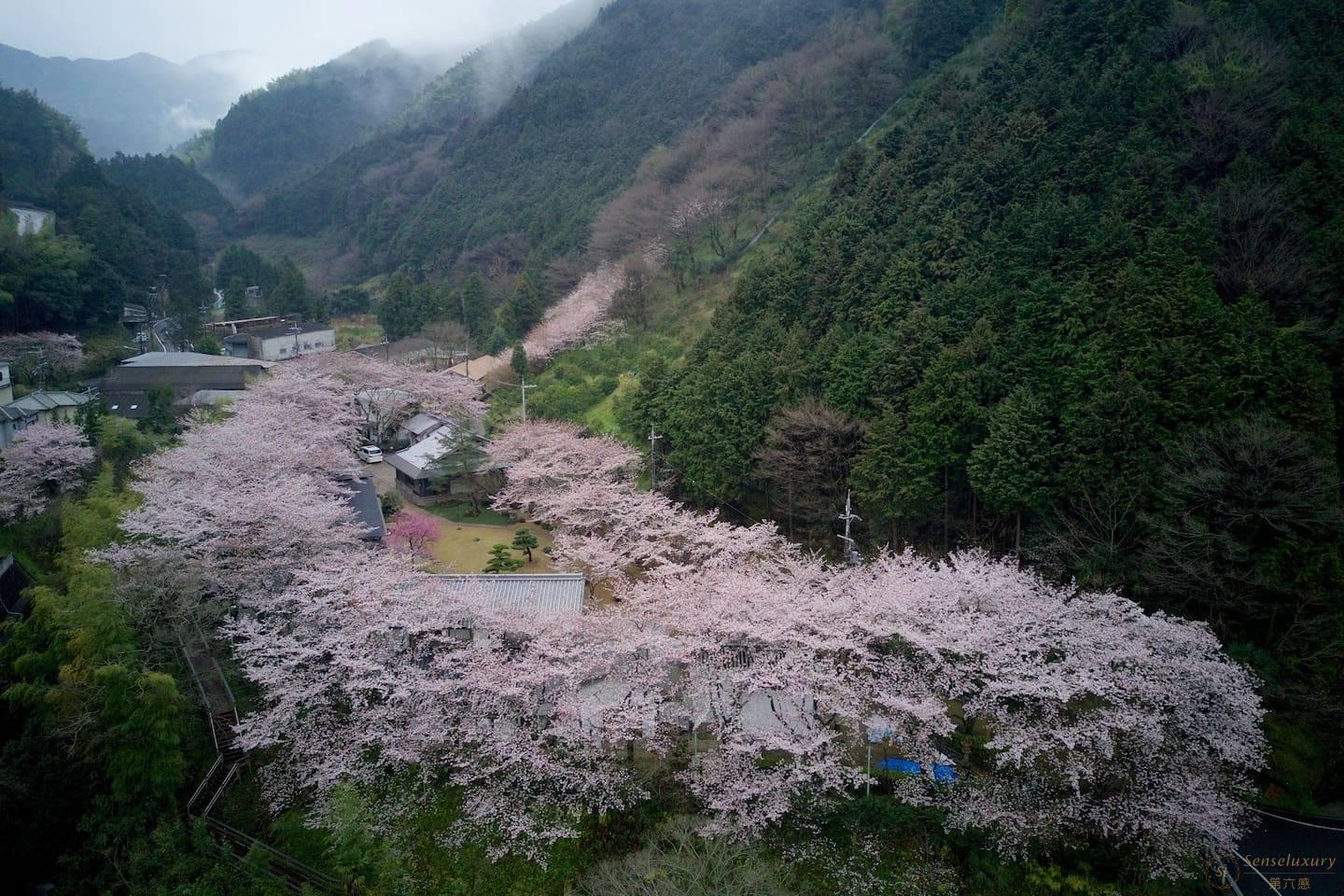 樱泉山庄