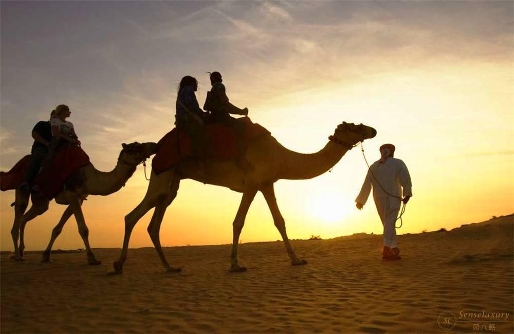 沙漠骆驼体验